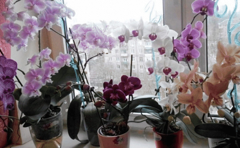 Почему не рекомендуют держать дома орхидею