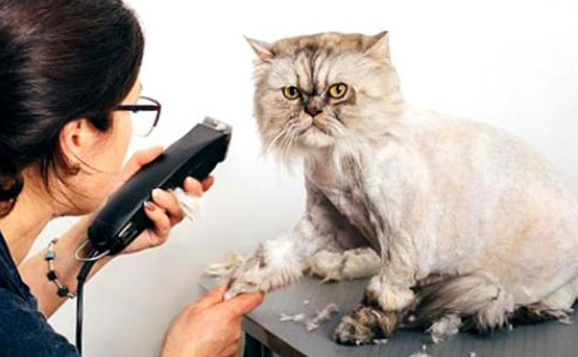 Стоит ли подстригать кошку? Все «за» и «против».