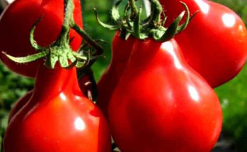 Самые устойчивые к фитофторозу томаты — секреты хорошего урожая